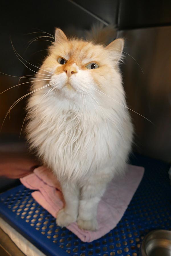 Minou bien reçu à la clinique vétérinaire de Parme accréditée Cat Friendly Clinic