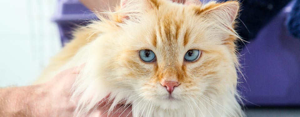 Accrédité clinique vétérinaire amie des chats <i>Cat Friendly Clinic</i>