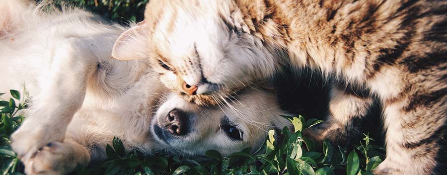 Un laboratoire a mis au point un test afin de diagnostiquer le Covid-19 chez les chiens et les chats