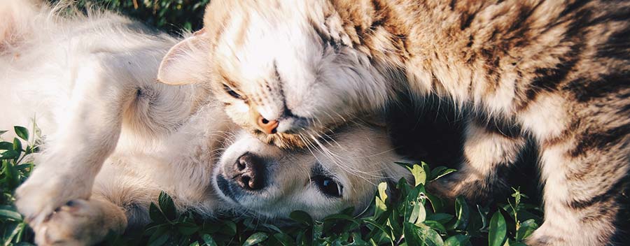 Test pour diagnostiquer le Covid-19 chez les chiens et chez les chats