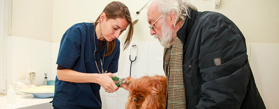 Docteur Virginie De Almeida, nouvelle vétérinaire à la clinique de Parme
