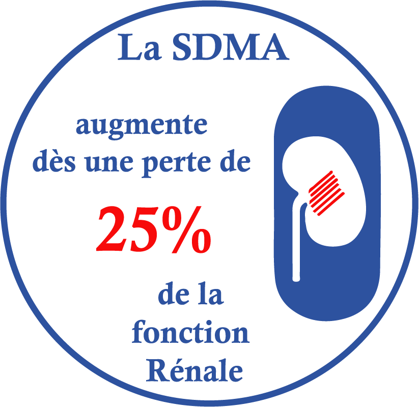 La SDMA augmente des une perte de 25% de la fonction rénale