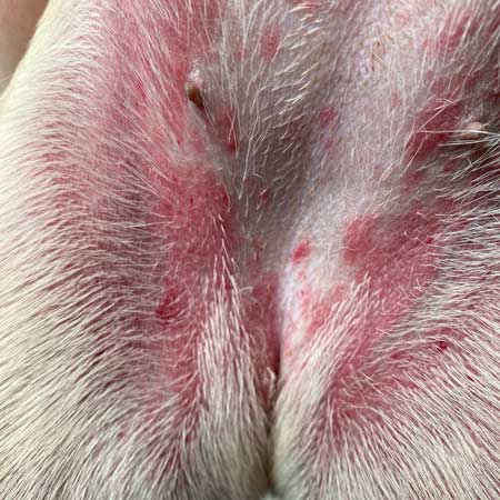 Dermatologie – Otoscopie