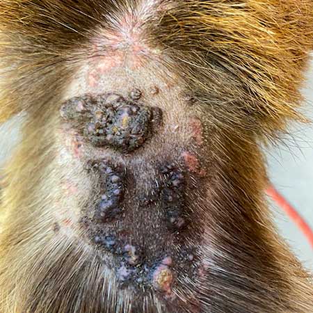 Dermatologie – Otoscopie