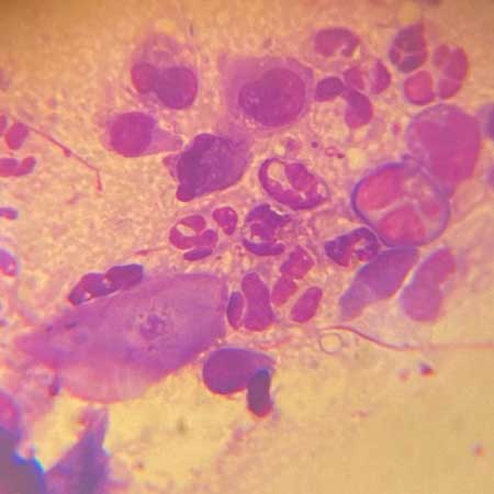 Dermatologie – Otoscopie