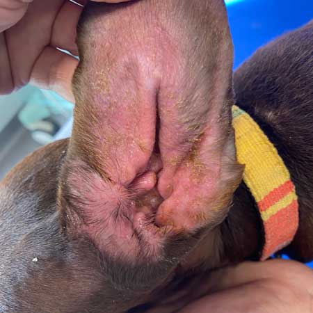 Dermatologie – Otoscopie