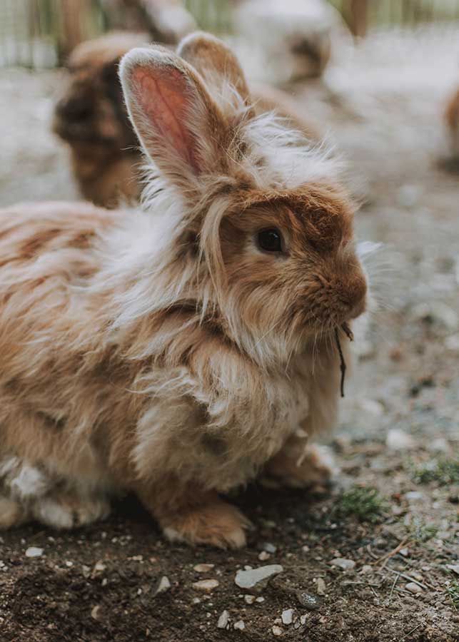 Les Lapins et les Rongeurs