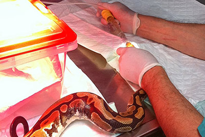 Soins sur un python regius présentant une persistance de la lentille coornéenne