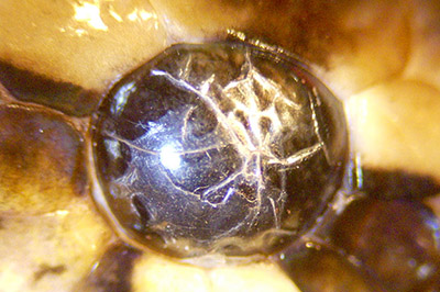 Soins sur un python regius présentant une persistance de la lentille coornéenne